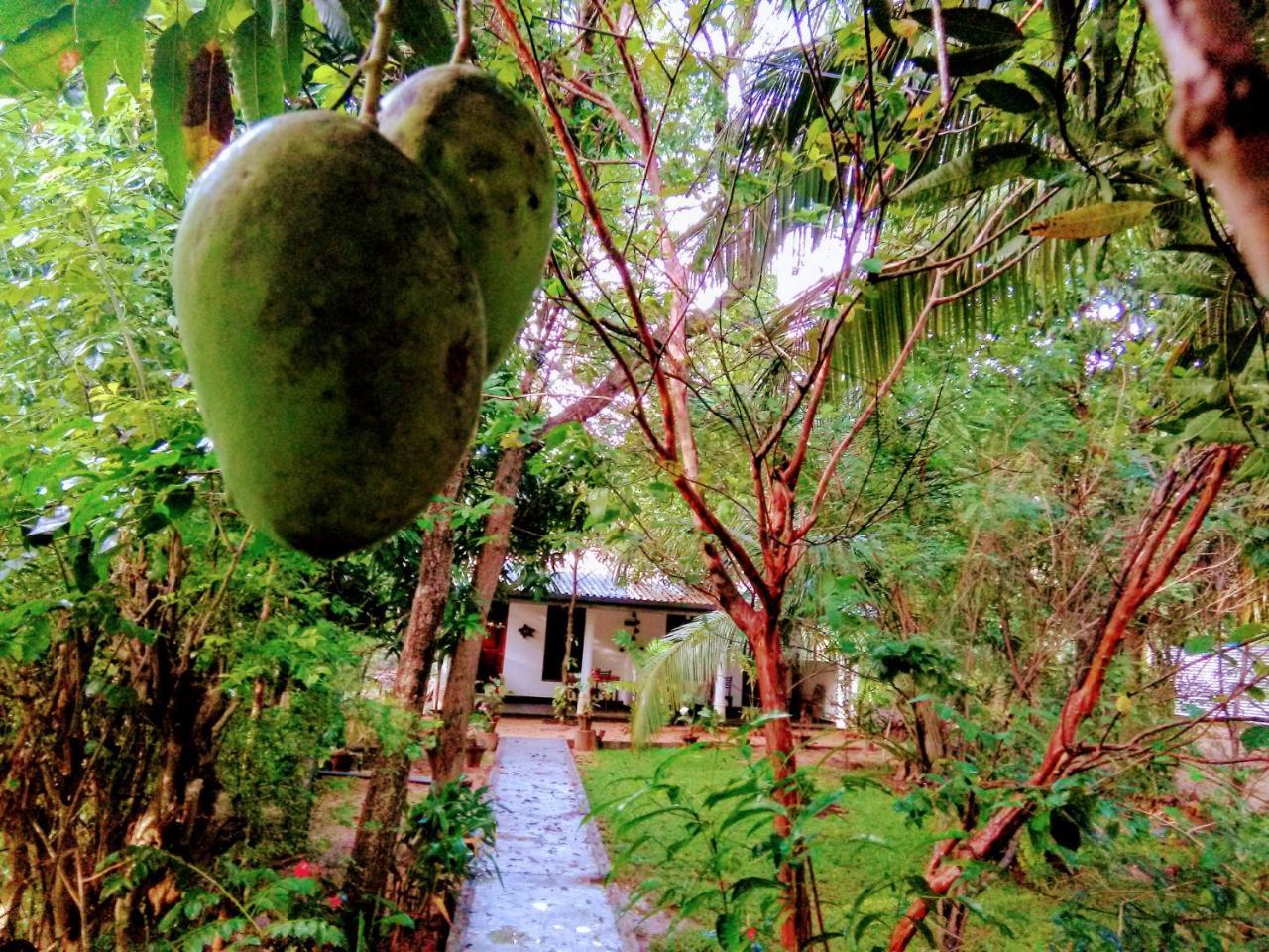 Sigiri Mango Garden Eco Resort Sigiriya Exterior photo